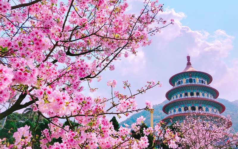 Cảnh đẹp Đài Bắc mùa hoa anh đào nở