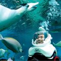 Đặt máy bay đi S.E.A Aquarium Singapore