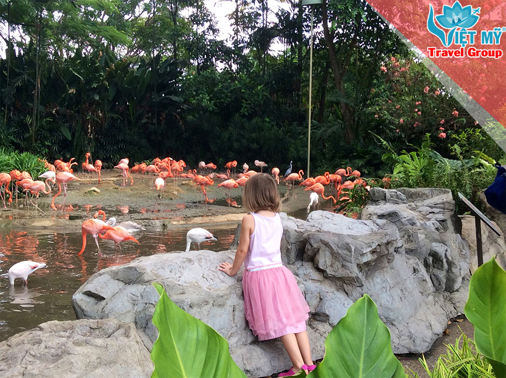 Du lịch và khám phá Singapore Zoo