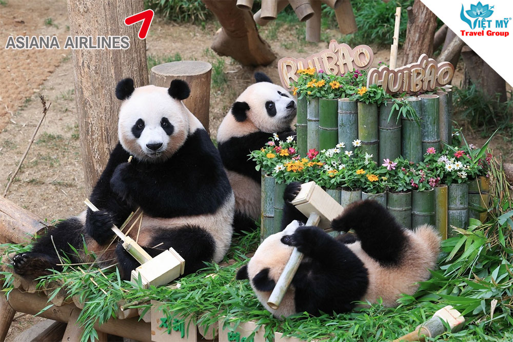 Vui chơi thả ga tại Everland khi du lịch Hàn Quốc mùa hè 2026